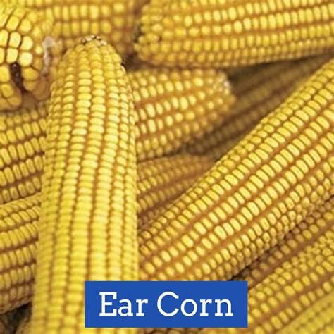 Bob Stevenson, who farms near Brookston, wasn't satisfied with his New Idea . . Ear corn for sale near me